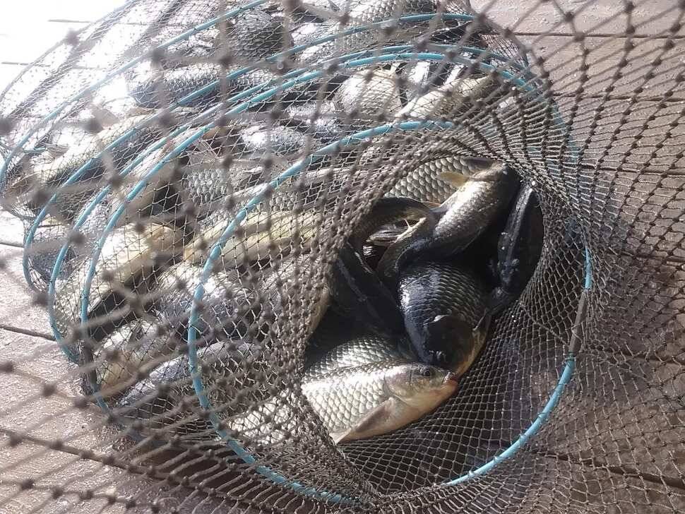 양평 힐링 수곡낚시터 어제 조황도 큰편차없이 고르게 괜찬았습니다 내일도 붕어방류 이어집니다 (유료터정보 - 유료터점주조황)