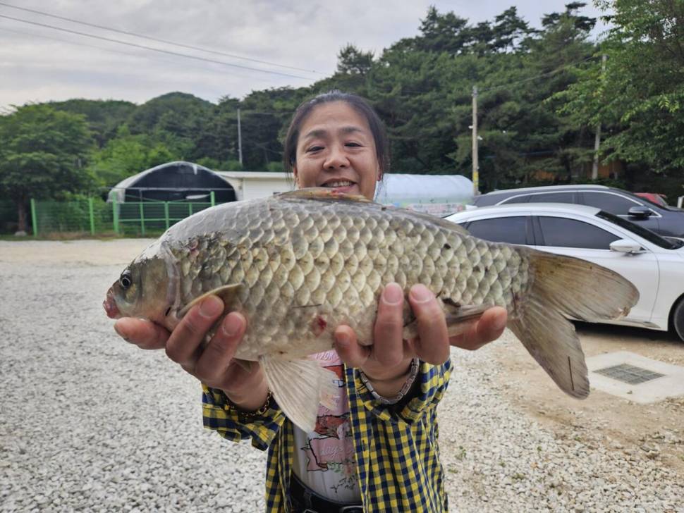 붕어 방류소식과 조황정보 전해드립니다 (유료터정보 - 유료터점주조황)