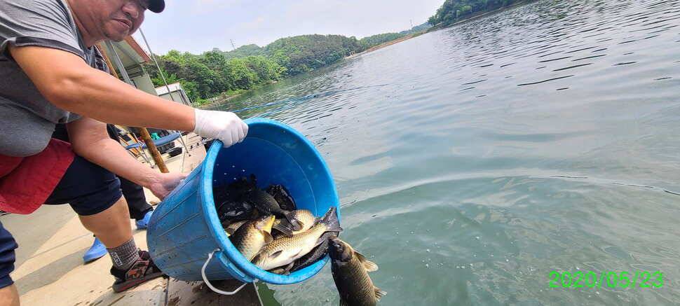수곡지 양평 수곡낚시터 5월네째주 주말 조황 입질시간대 파악이 중요한듯합니다 (유료터정보 - 유료터점주조황)