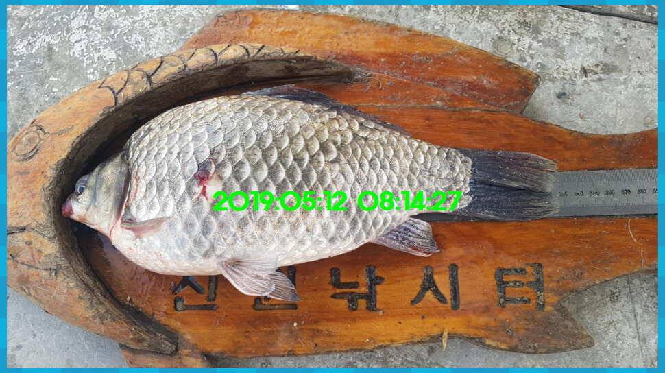 신원낚시터 토종대물 4짜 소식 식상허쥬 사진만 올립니다 (유료터정보 - 유료터점주조황)
