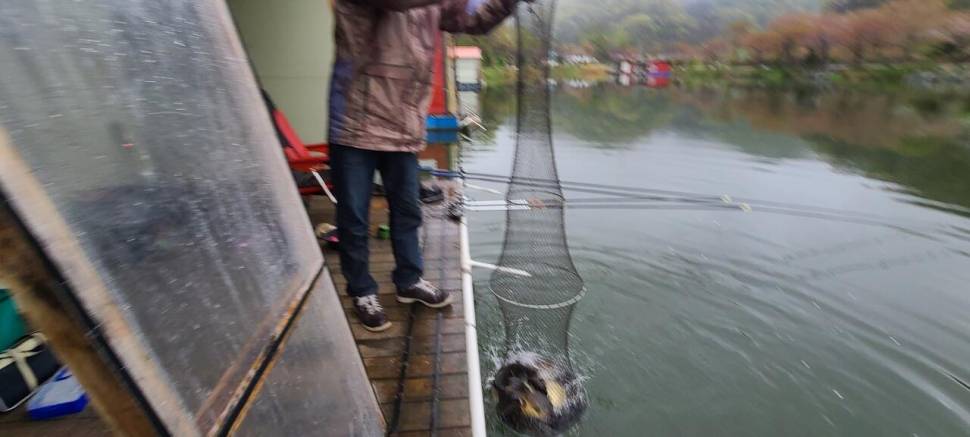 힐링 수곡낚시터 월화 주초조황 괜찬았으며 오늘 붕어 방류 (유료터정보 - 유료터점주조황)