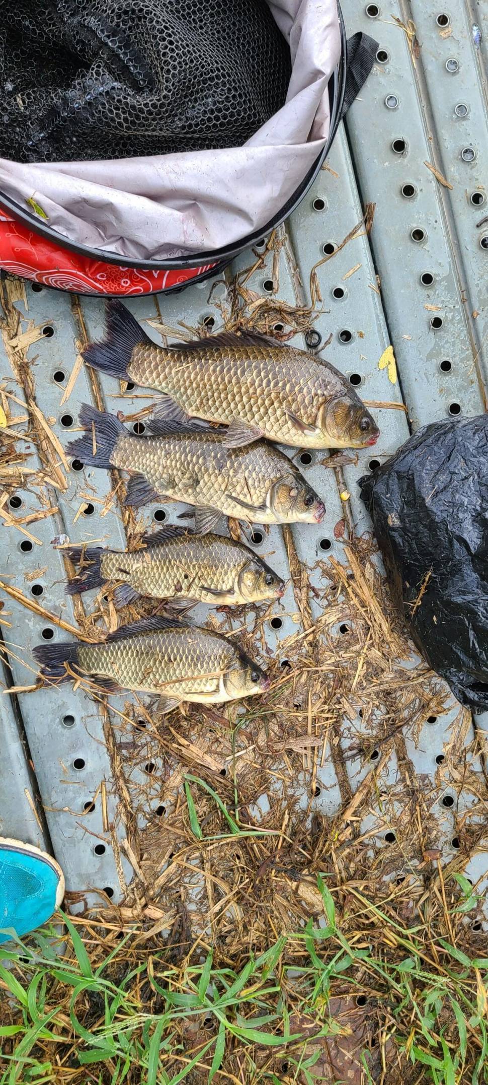 주말천둥번개 그래도 열심히 하신조사님 손맛은 보셨네요 노지며좌대며 만석을 채위주셔셔 감사합니다 (유료터정보 - 유료터점주조황)