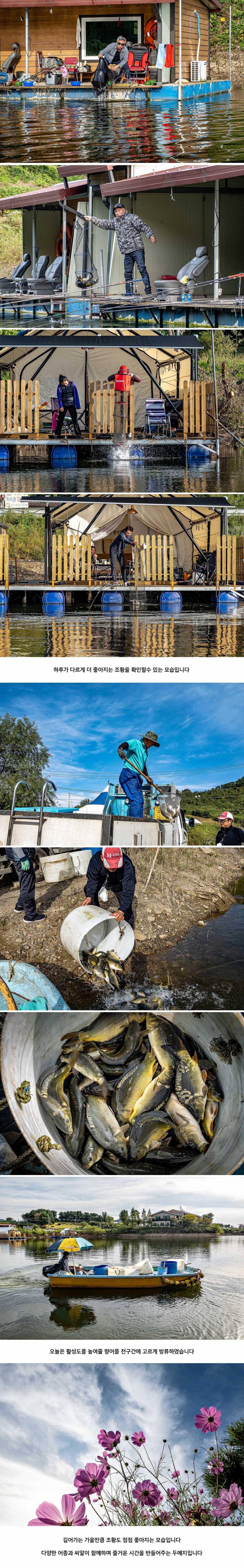 안성 두메낚시터 9월 26일 조황정보 (유료터정보 - 유료터점주조황)