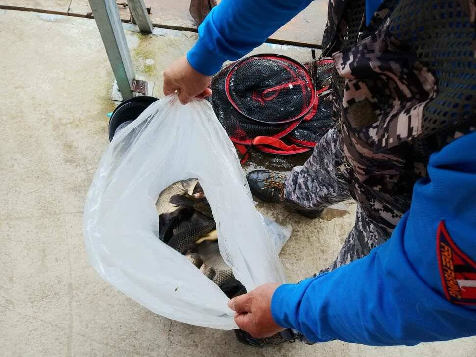 힐링 수곡낚시터 주말 토요일 붕어 조황 및 붕어방류 (유료터정보 - 유료터점주조황)