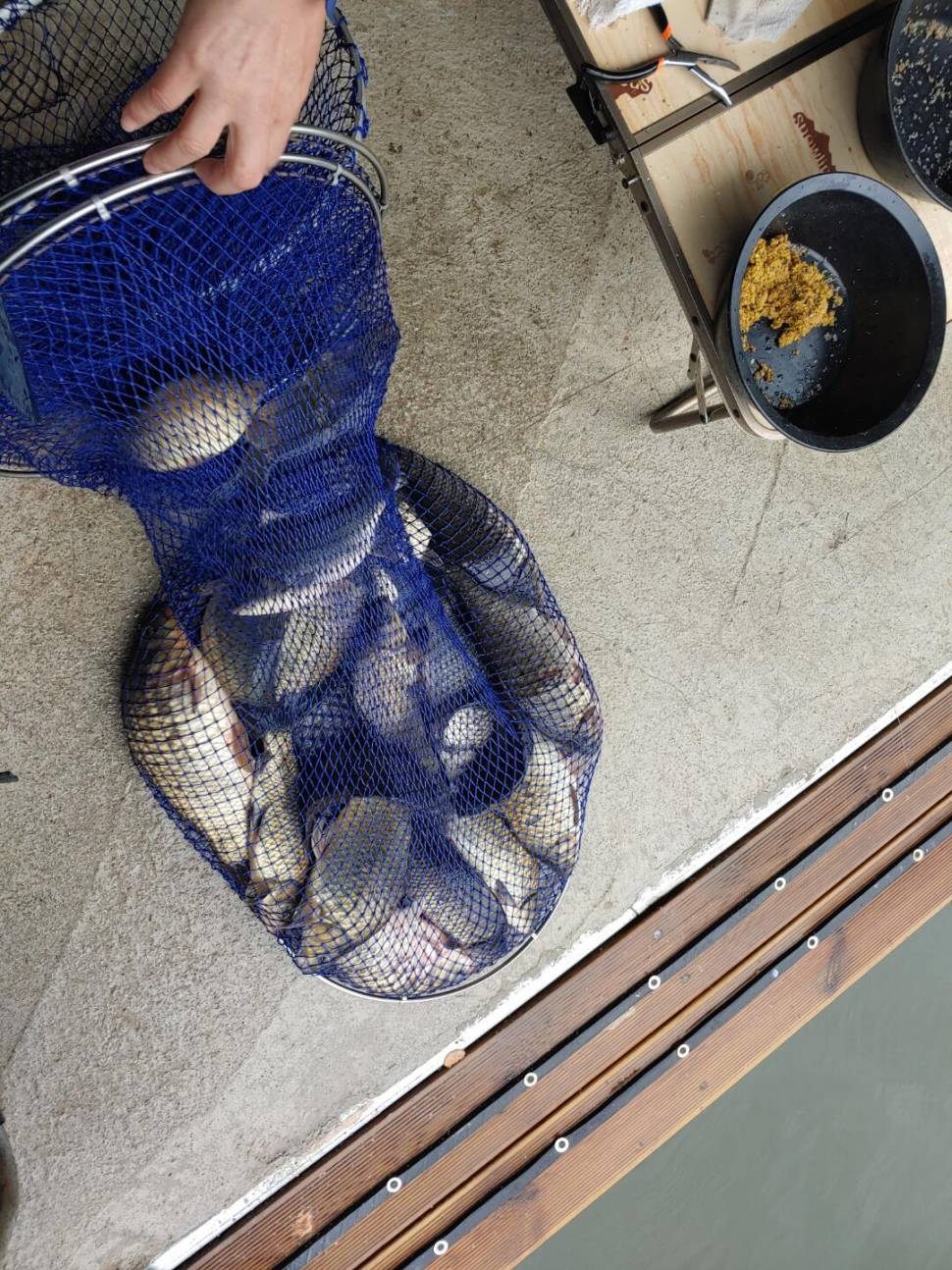 반제낚시터 붕어조황정보입니다 (유료터정보 - 유료터점주조황)