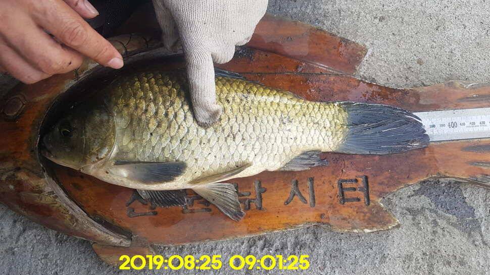 신원낚시터 8월27일 토종 4짜 소식입니다 (유료터정보 - 유료터점주조황)