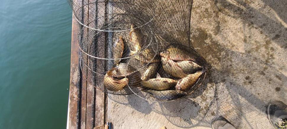 양평 수곡낚시터 주중 조황및 붕어방류 (유료터정보 - 유료터점주조황)