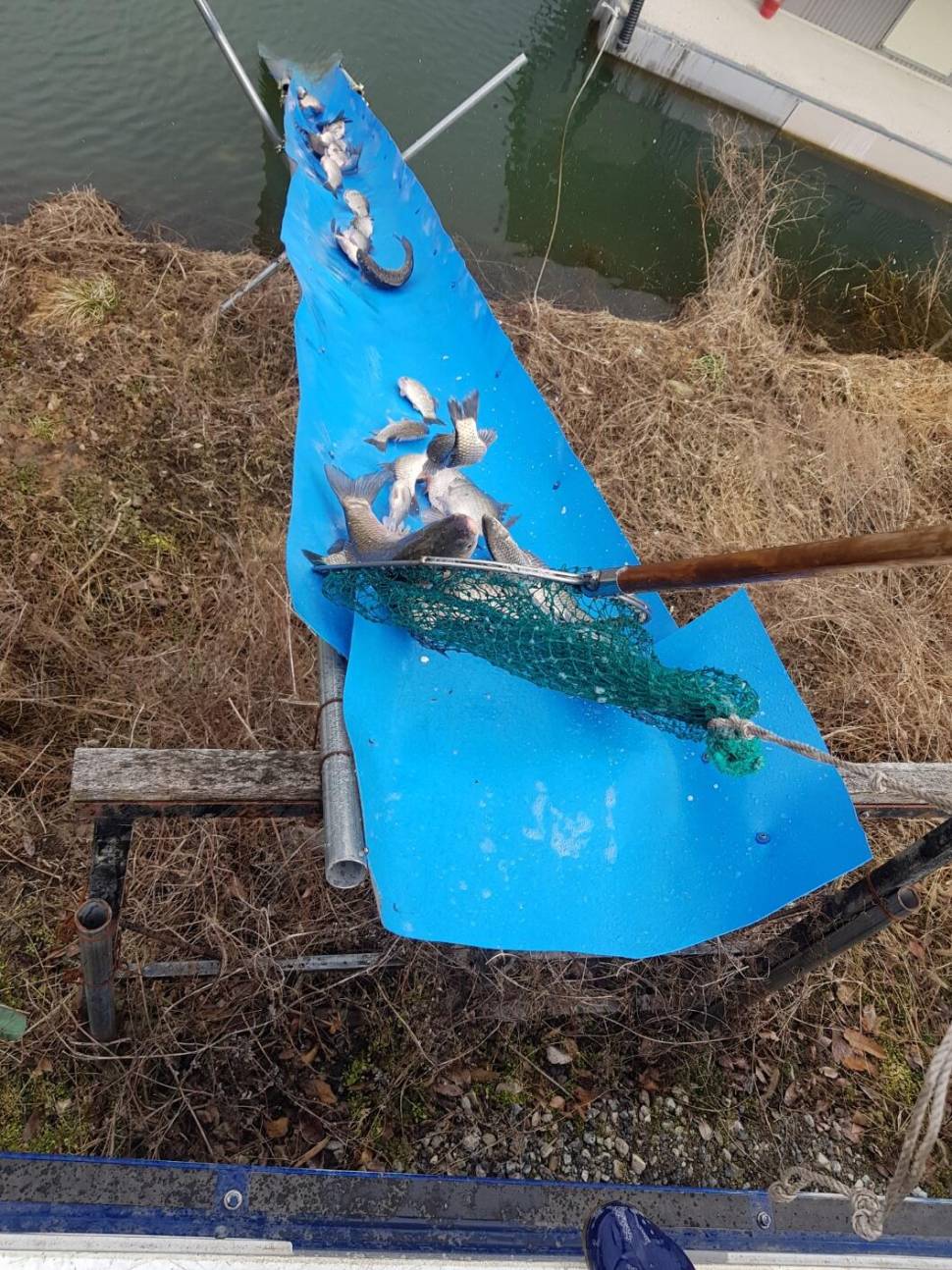 충북 괴산 오가리낚시터 3월 5일 정기 붕어 입어모습입니다 (유료터정보 - 유료터점주조황)
