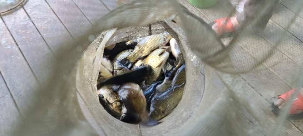양평 수곡낚시터 6월 첫날 100수포함 고른 조황이 나와주었네요 (유료터정보 - 유료터점주조황)