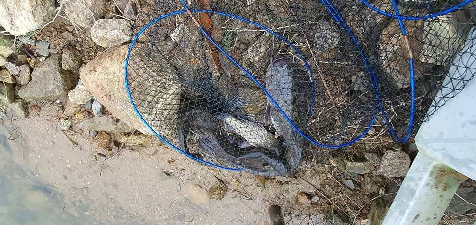 공주 고성낚시터 입니다 (유료터정보 - 유료터점주조황)