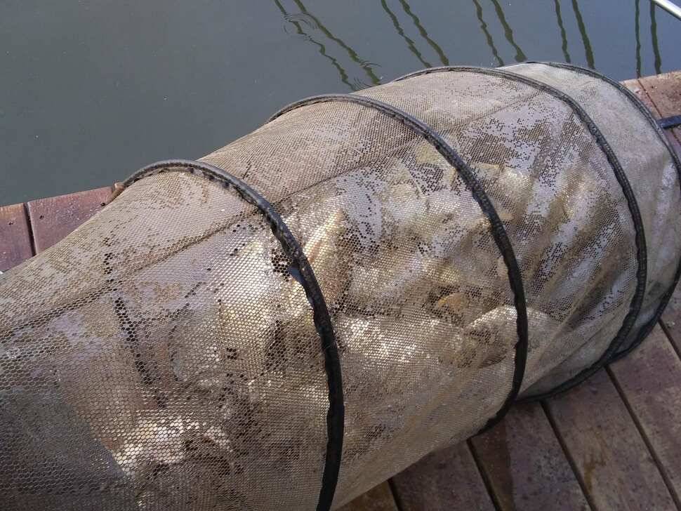 양평 수곡 낚시터 오늘도 자연산 토종붕어 대량 방류 및 조황 안내드려요 (유료터정보 - 유료터점주조황)
