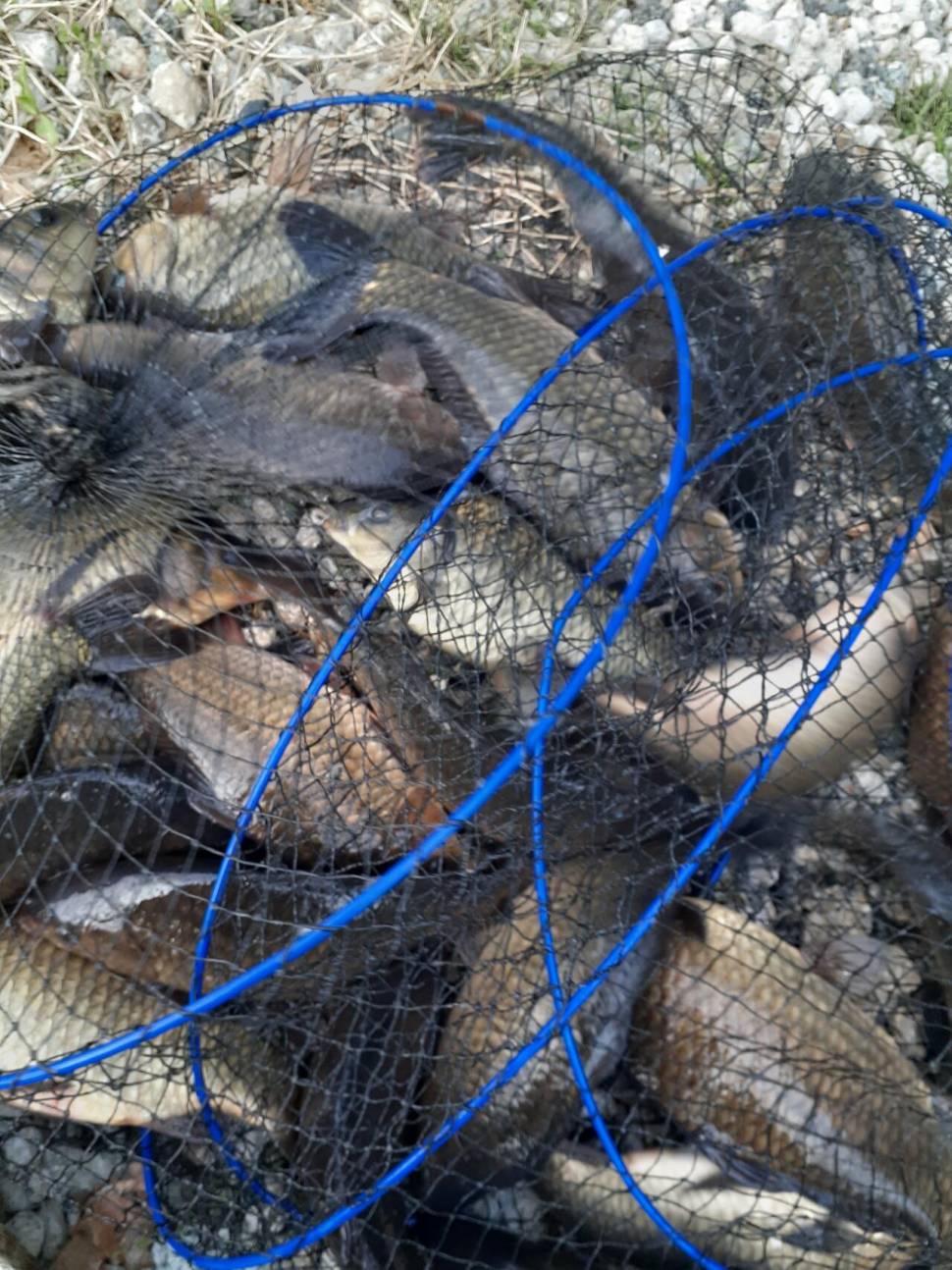 경주 동산낚시터붕어 전용잡이터지난주 조황 (유료터정보 - 유료터점주조황)