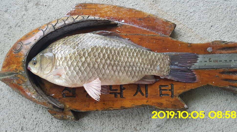 용인 신원낚시터 토종대물48짜리 구경하고 가시겠습니다 (유료터정보 - 유료터점주조황)