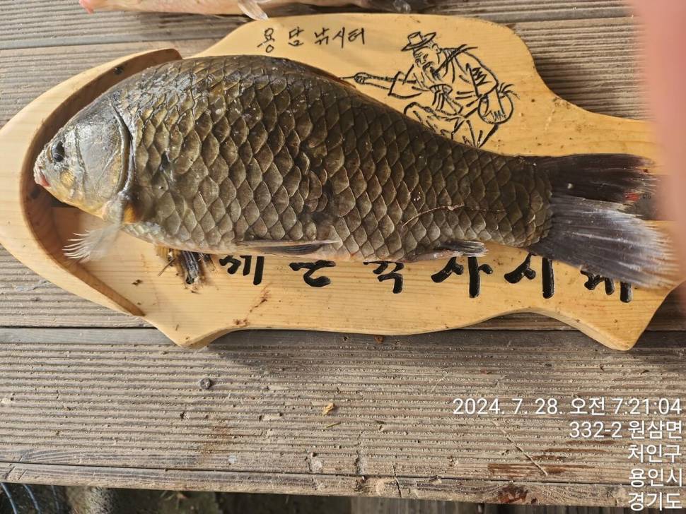2024년 8월 첫째주 조황정보 용담낚시터사암지4짜 5마리 (유료터정보 - 유료터점주조황)