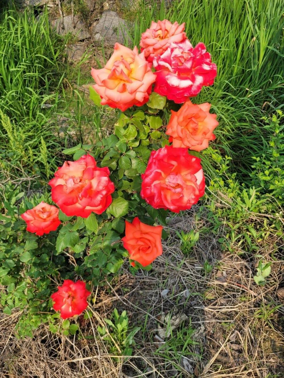 아산 안골지 입니다 (유료터정보 - 유료터점주조황)
