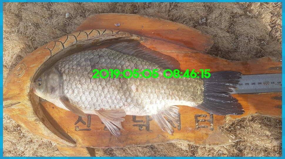 신원낚시터 토종대물 4짜가 풍년입니다풍년 (유료터정보 - 유료터점주조황)