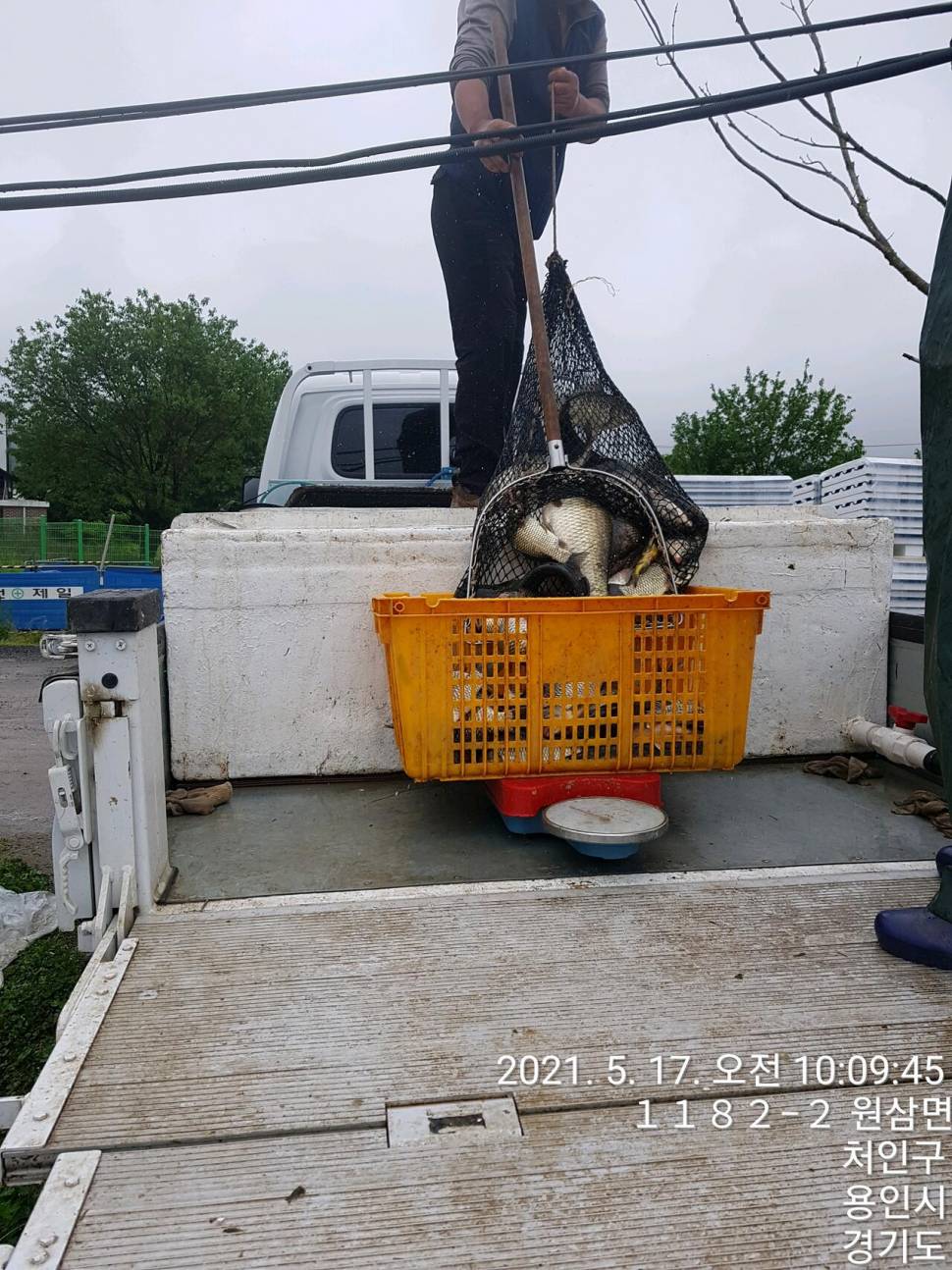 2021년 05월 넷째주 조황정보 용인 용담낚시터사암지 (유료터정보 - 유료터점주조황)