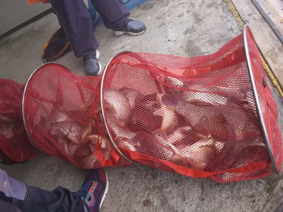 수곡낚시터 4짜 대물붕어가 또 나왔습니다 주말 조황 붕어방류 소식전합니다 (유료터정보 - 유료터점주조황)