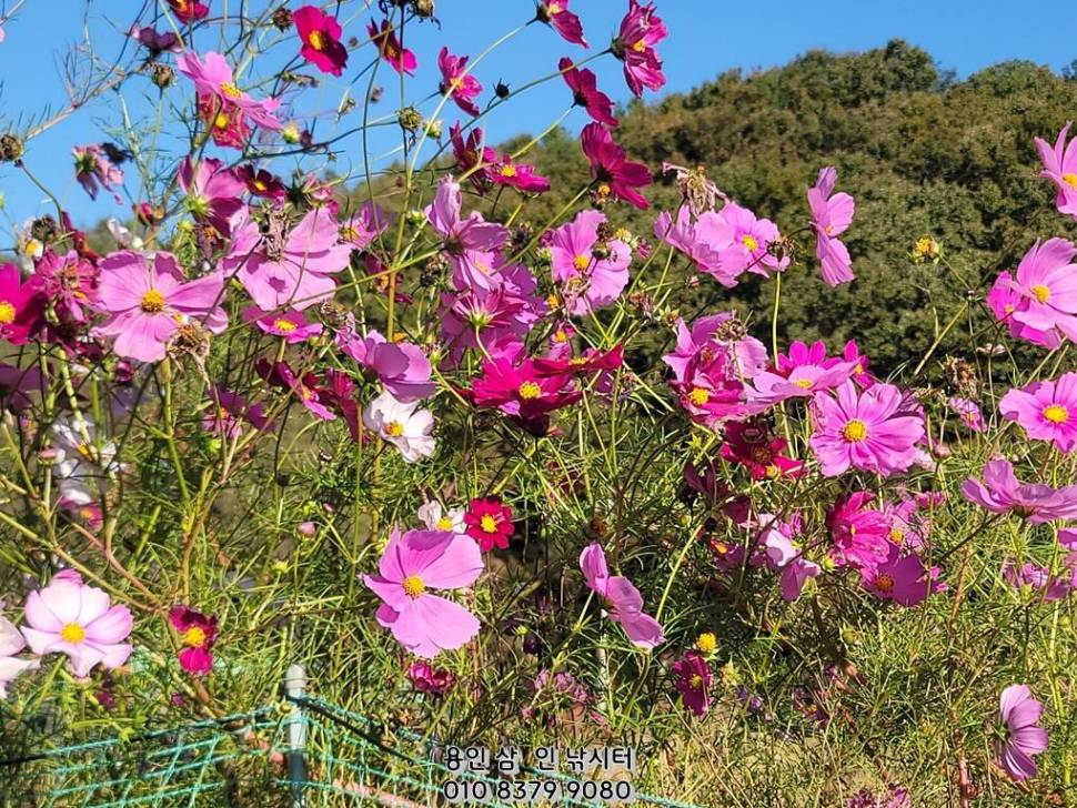 가깝고 물 좋고 경치 좋은 곳용인삼인낚시터 (유료터정보 - 유료터점주조황)