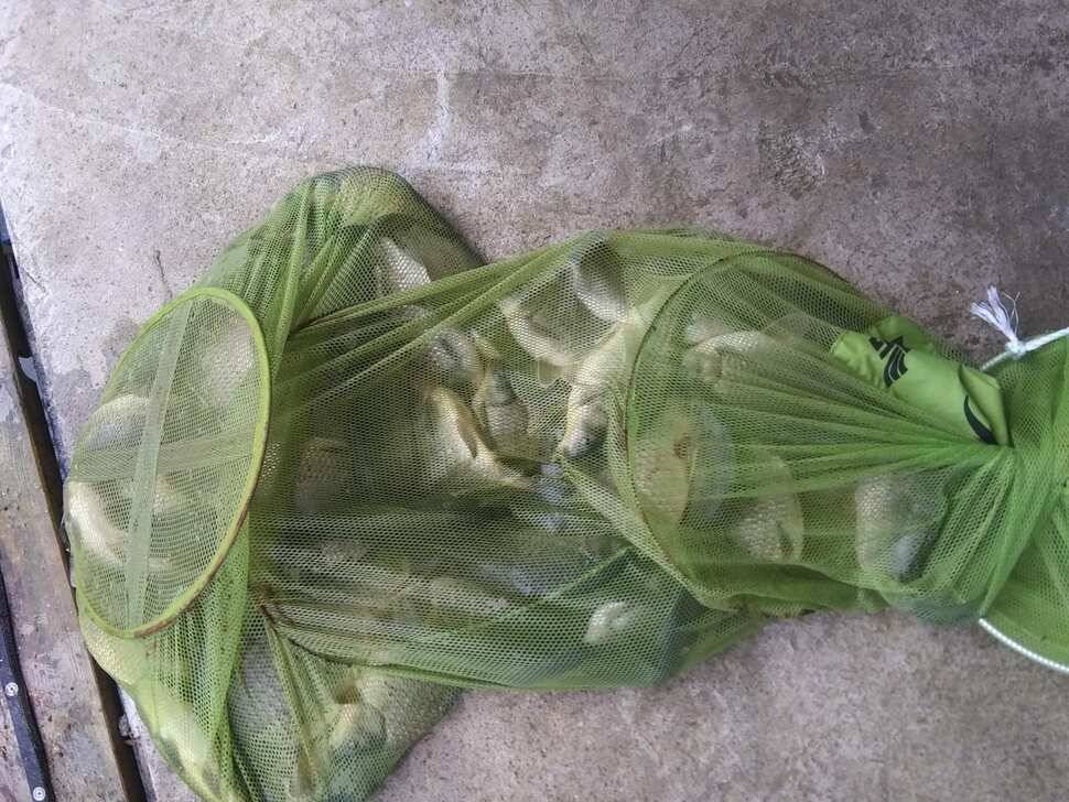양평 수곡낚시터 오늘 붕어조황 씨알도 마릿수도 더 좋네요 10월10일 금일 붕어 방류 완료했습니다 (유료터정보 - 유료터점주조황)