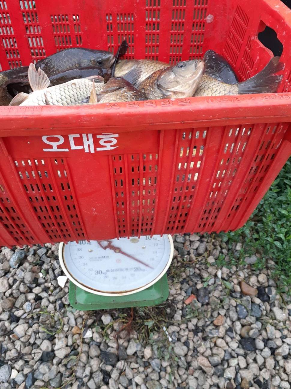 경주 동산낚시터붕어전용잡이터지난주 조황 (유료터정보 - 유료터점주조황)