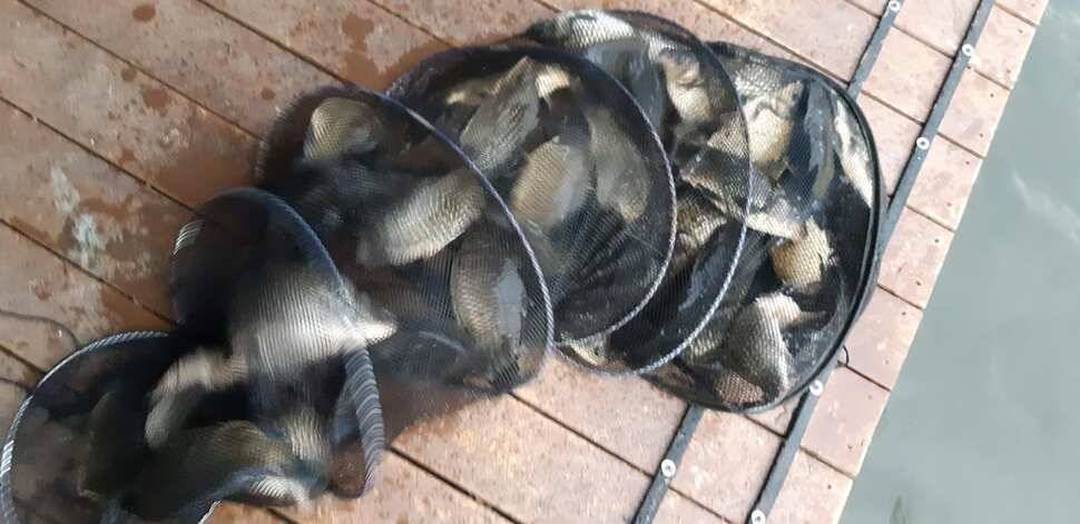 힐링 수곡낚시터 주말금요일 큰편차없이 고른 조황이 나옵니다 (유료터정보 - 유료터점주조황)