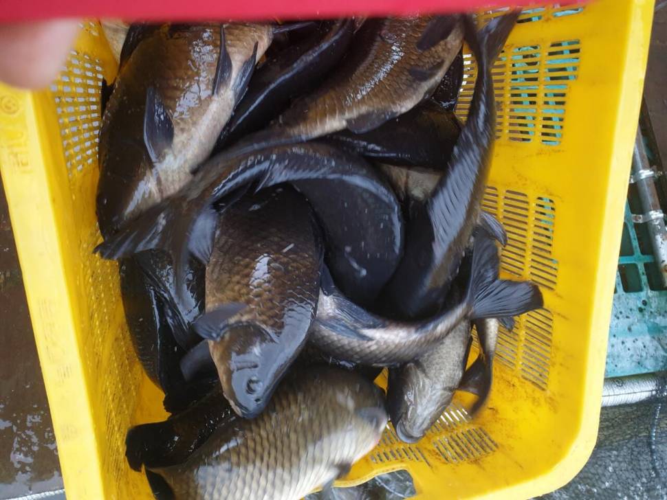 경주 동산낚시터붕어 전용잡이터지난주 조황 (유료터정보 - 유료터점주조황)