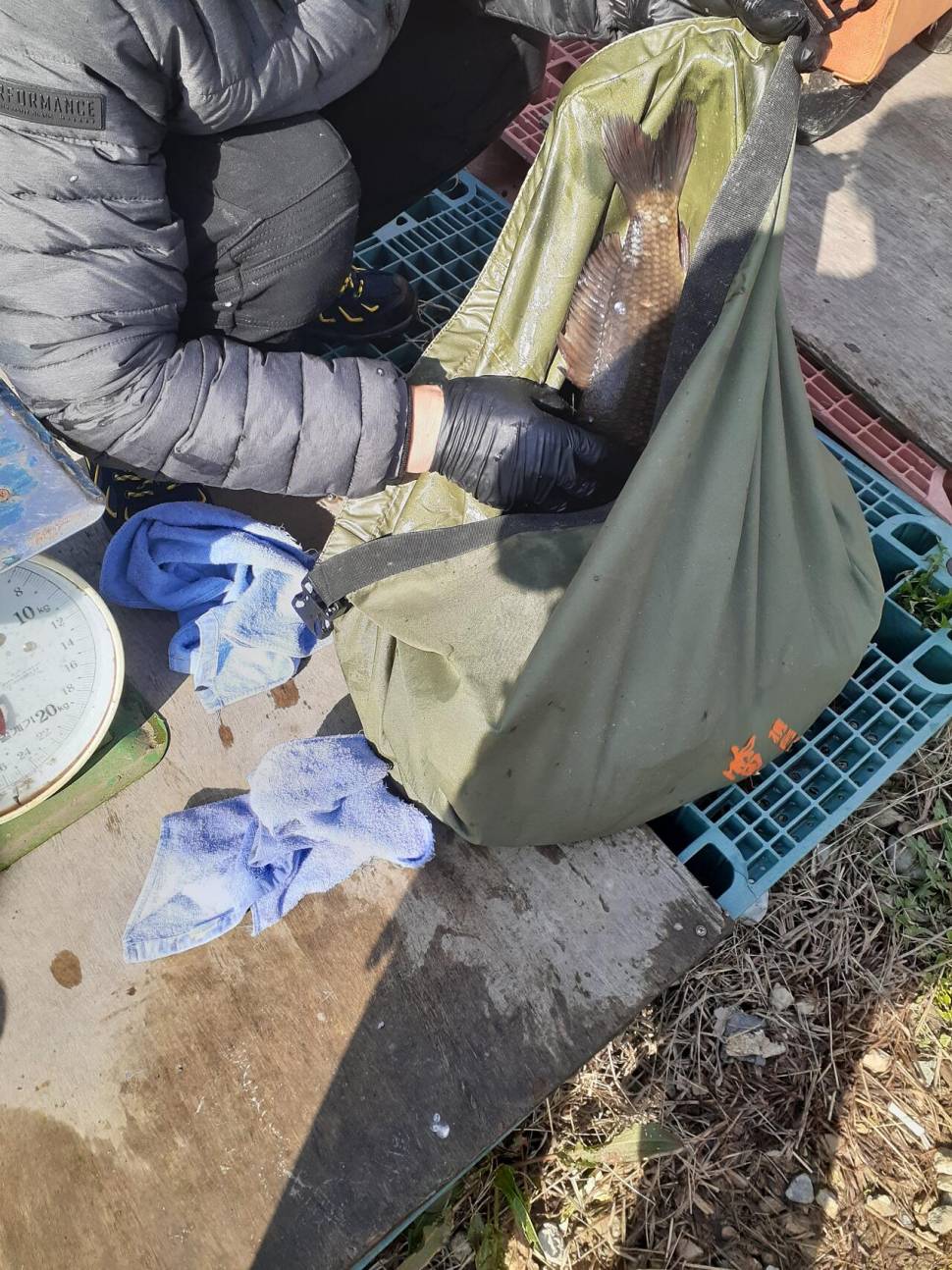 경주동산낚시터붕어 전용잡이터지난주 조황 (유료터정보 - 유료터점주조황)