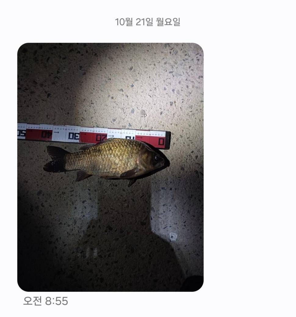 2024년 10월 넷째주 조황정보 용담낚시터사암지사짜 11마리 (유료터정보 - 유료터점주조황)