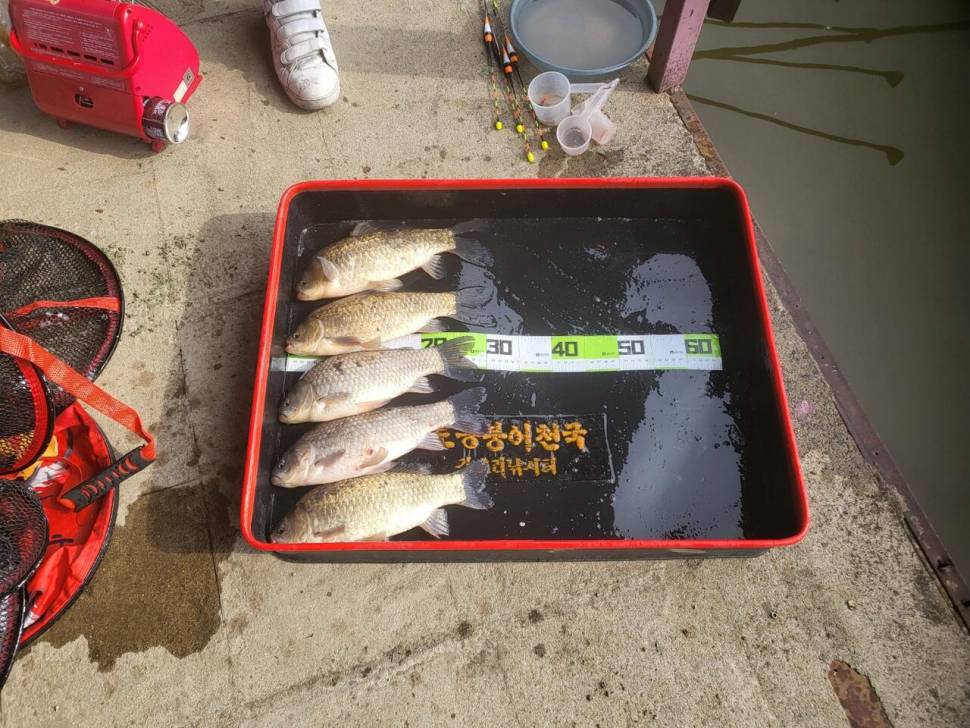 당진 가교리 낚시터 4월 15일 조황입니다 (유료터정보 - 유료터점주조황)