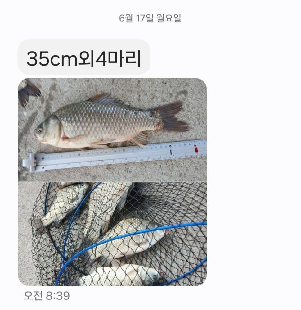2024년 6월 셋째주 조황정보 용담낚시터사암지 4짜 4마리 (유료터정보 - 유료터점주조황)