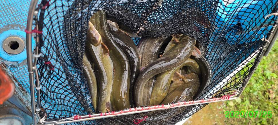 휴가 피서낚시 양평 수곡낚시터 금요일토요일 조황 붕어방류 (유료터정보 - 유료터점주조황)