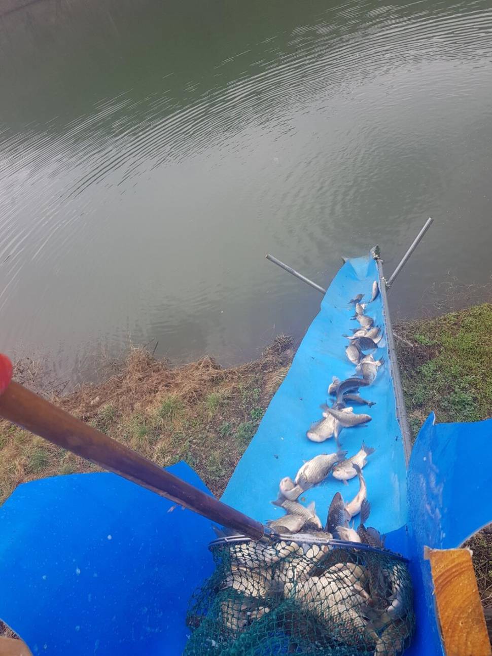 충북 괴산군 오가리 낚시터 4월 6일 개장 맞이 토종붕어 대량 방류 하였습니다 (유료터정보 - 유료터점주조황)