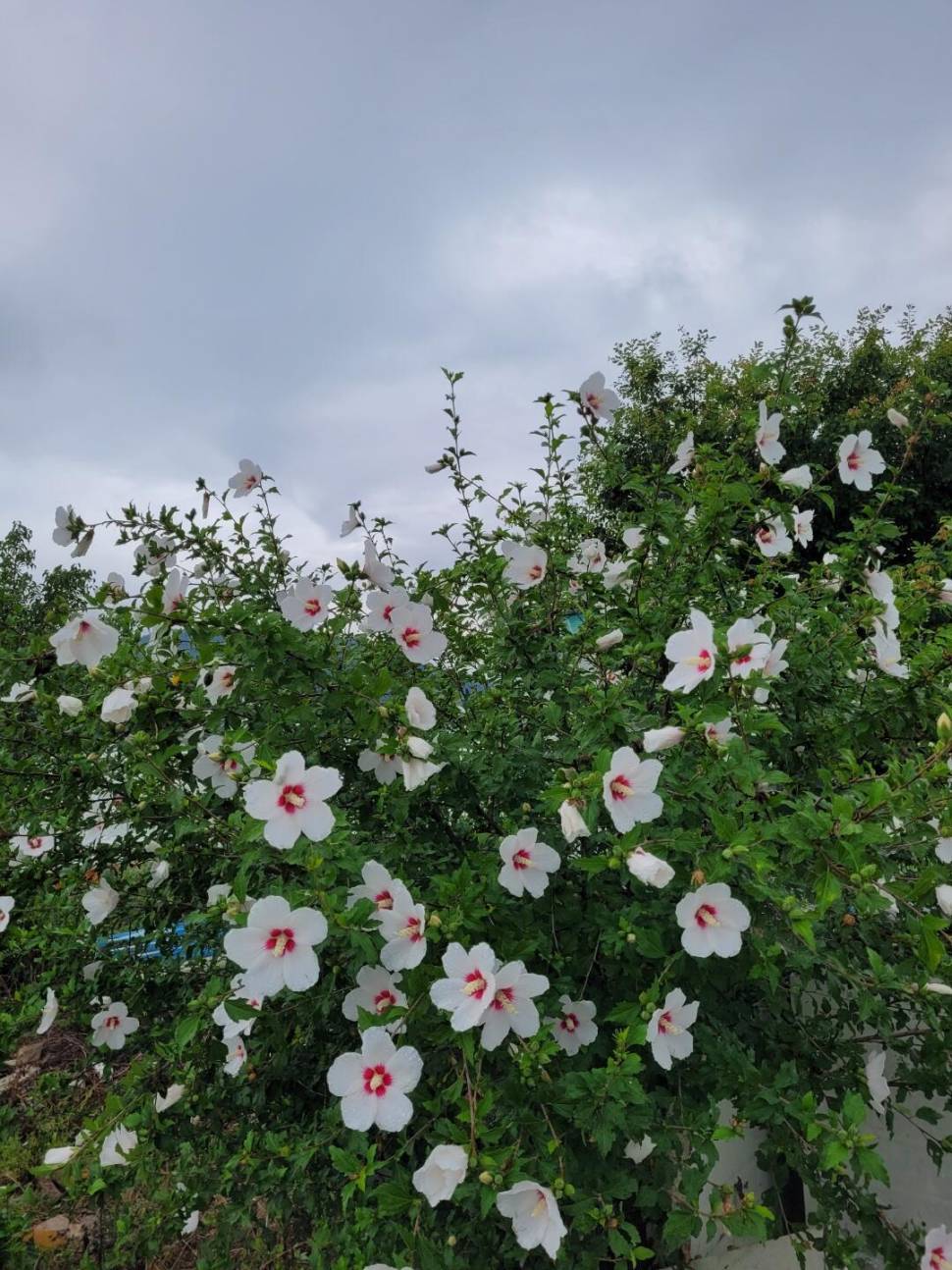 아산 안골지 4짜 소식입니다 (유료터정보 - 유료터점주조황)
