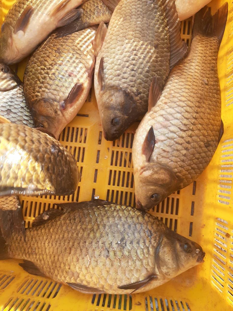 경주 동산낚시터붕어 전용잡이터지난주 조황 (유료터정보 - 유료터점주조황)
