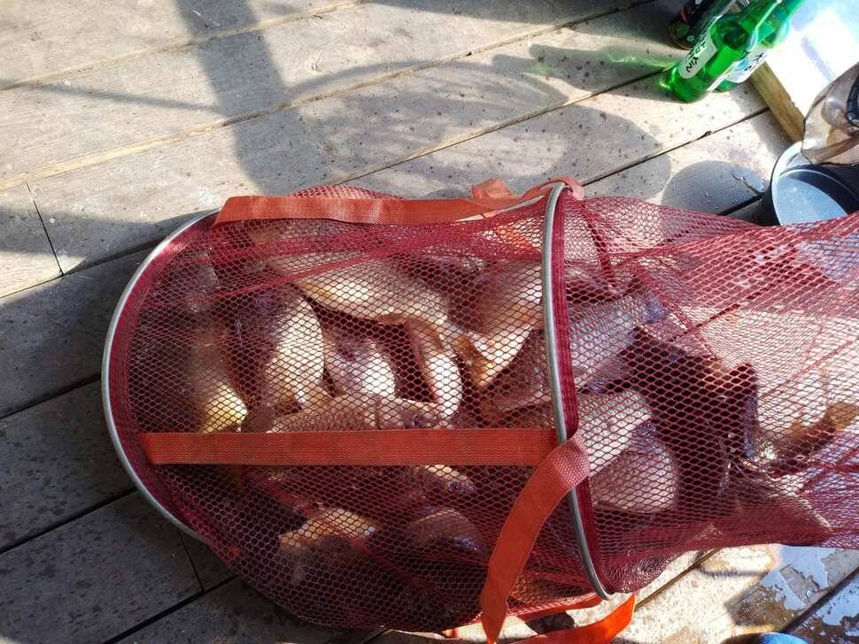 양평 수곡낚시터 주말 조황 붕어방류 안내 (유료터정보 - 유료터점주조황)