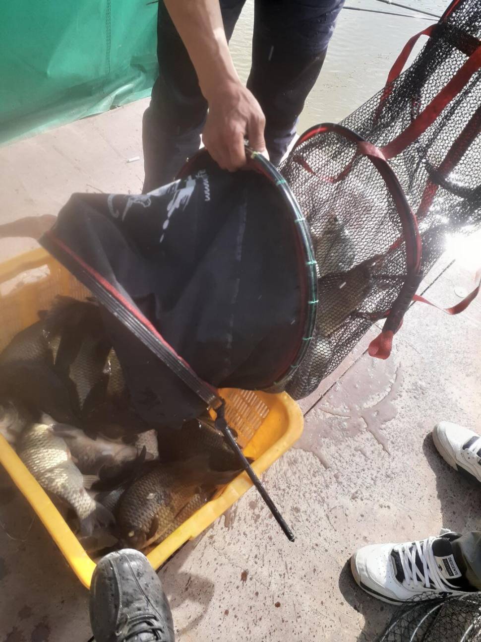 1미터 찌를 몸통까지 올려주는 경주동산낚시터 붕어들 (유료터정보 - 유료터점주조황)