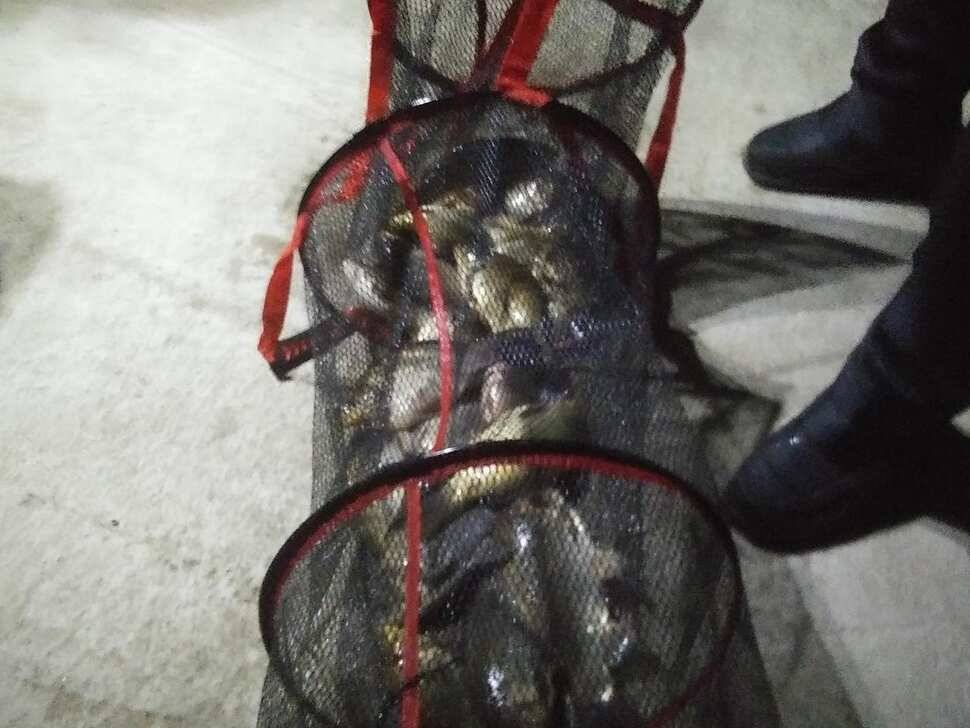 수곡낚시터 대호만 토종붕어 300키로 오늘 대량 방류 및 조황 소식 (유료터정보 - 유료터점주조황)