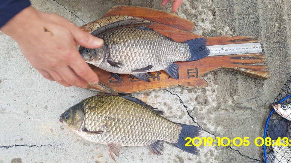 용인 신원낚시터 토종대물48짜리 구경하고 가시겠습니다 (유료터정보 - 유료터점주조황)