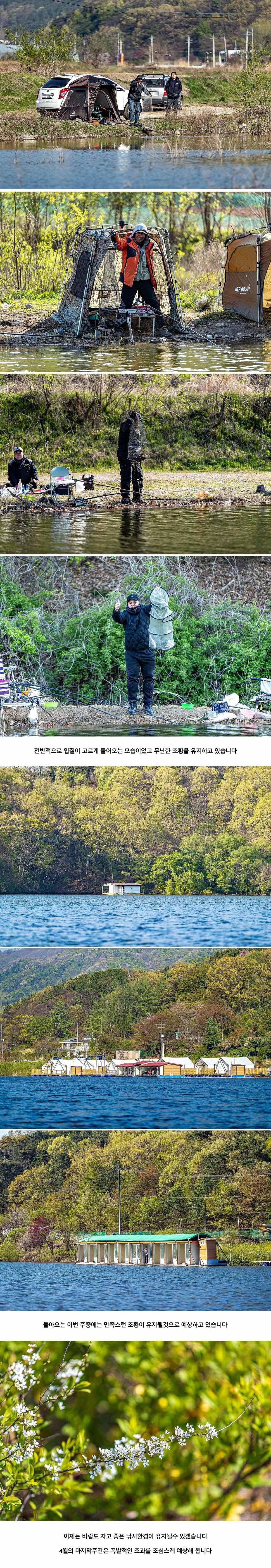 안성 두메낚시터 4월 26일 조황정보 (유료터정보 - 유료터점주조황)