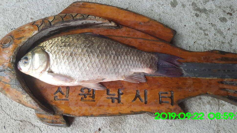 신원낚시터 9월23일 토종대물 덩어리와 4짜가 마릿수로 (유료터정보 - 유료터점주조황)