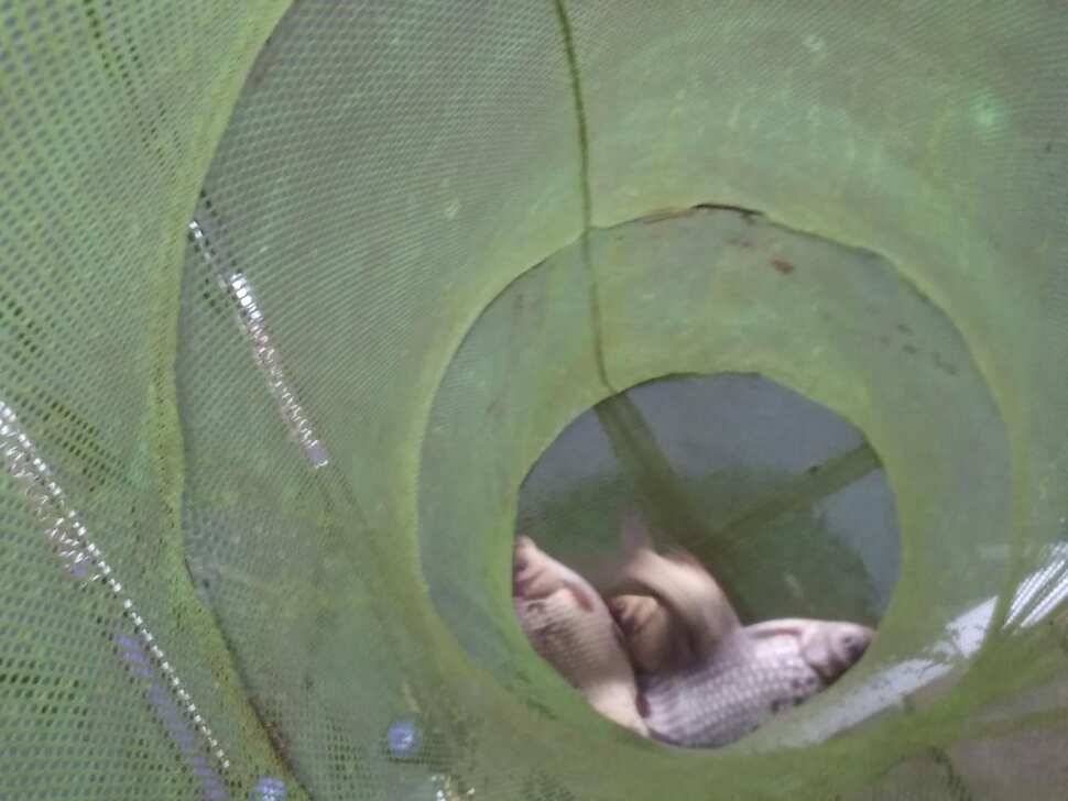 수곡낚시터 토종붕어 대량 방류 완료 및 붕어 조황도 좀더 좋아지네요 (유료터정보 - 유료터점주조황)