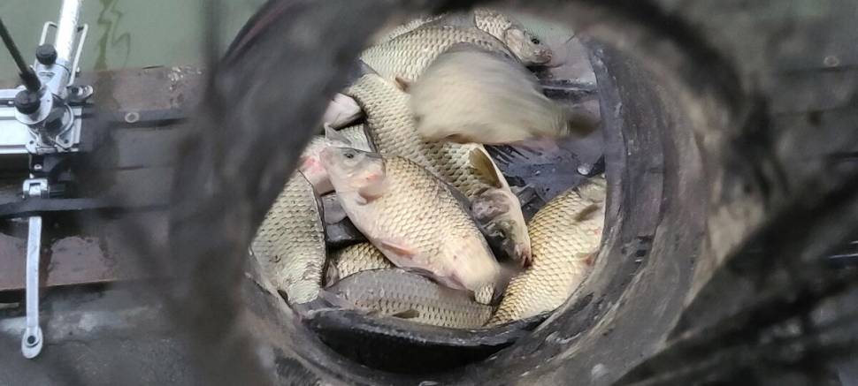 여름 붕어낚시 양평 수곡낚시터 주말 조황 붕어방류 안내 (유료터정보 - 유료터점주조황)