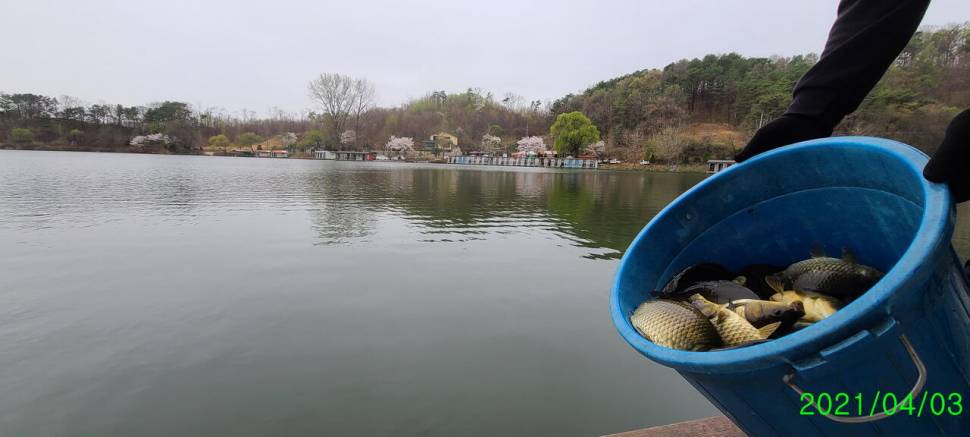 4월 양평 힐링 수곡낚시터 첫주말 대체로 고른 조황이었네요 (유료터정보 - 유료터점주조황)