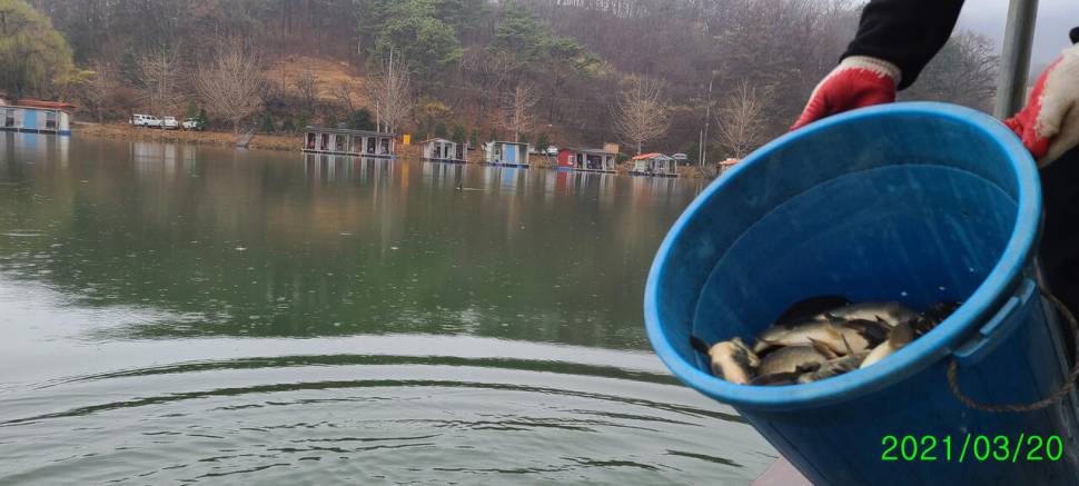 봄붕어낚시 힐링 양평 수곡낚시터 세째주말 조황 붕어방류 (유료터정보 - 유료터점주조황)