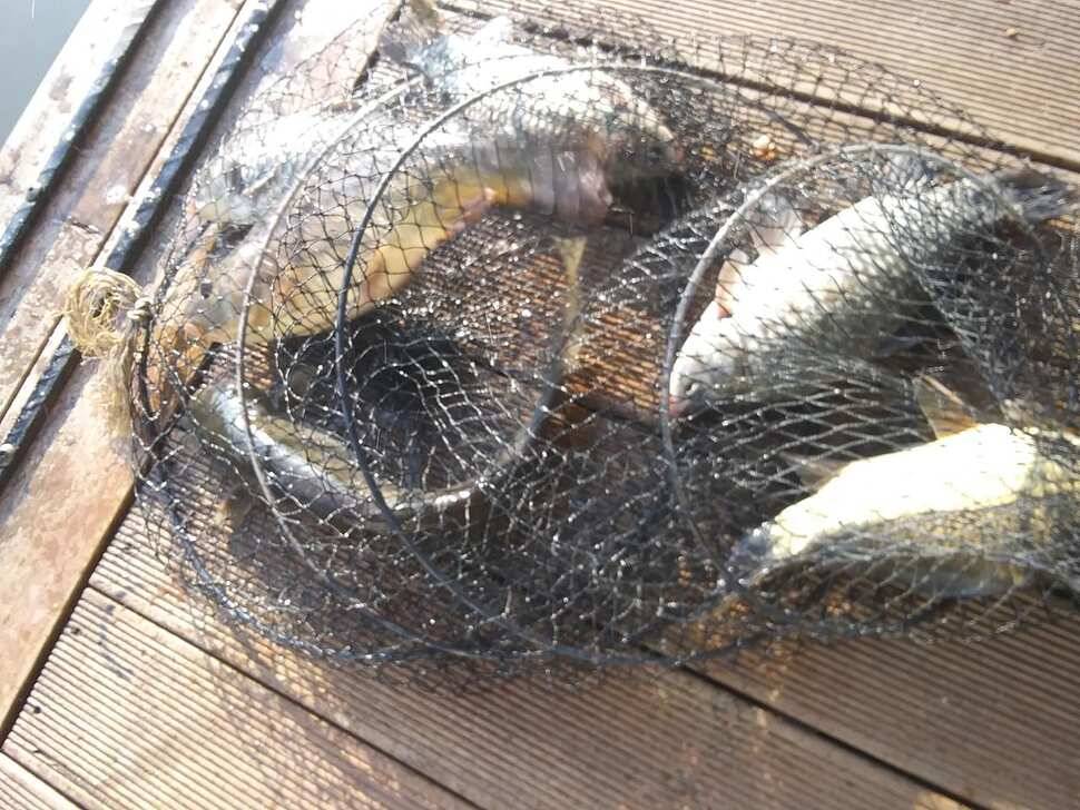 양평 힐링 수곡낚시터 바닥 토종대물 4짜 포함 붕어 마릿수도 꾸준히 늘어납니다 (유료터정보 - 유료터점주조황)