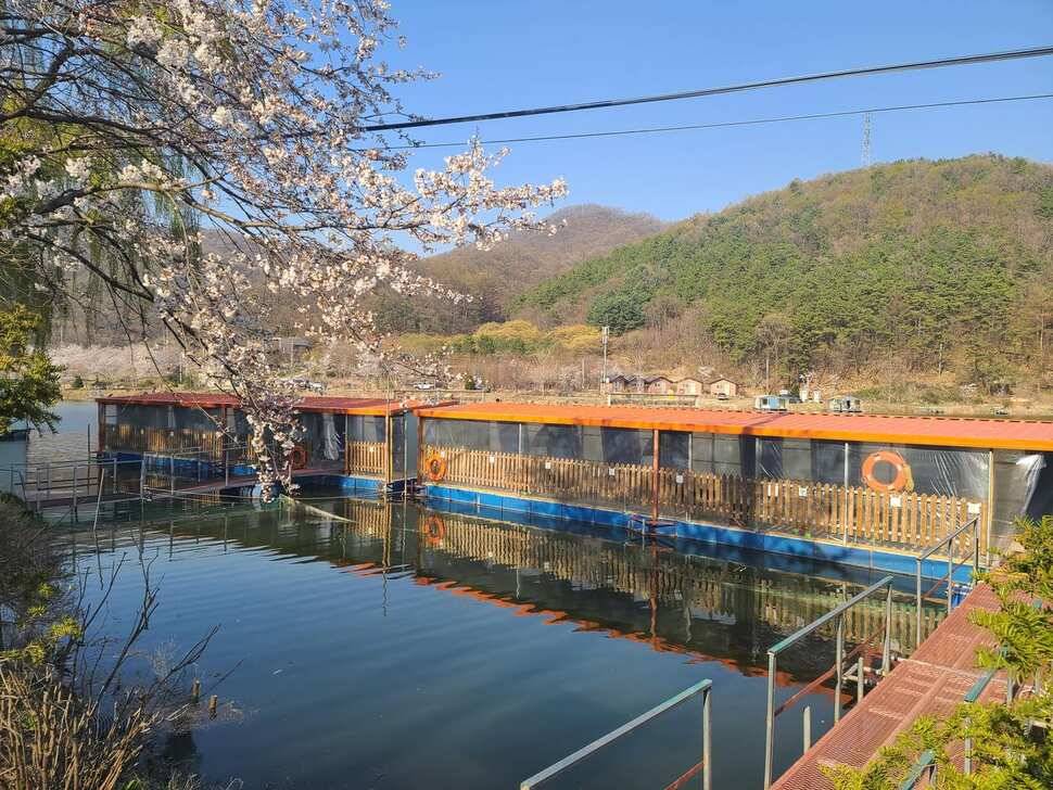 힐링 양평 수곡낚시터 월요일 조황 및 수상좌대 할인요금 안내 (유료터정보 - 유료터점주조황)