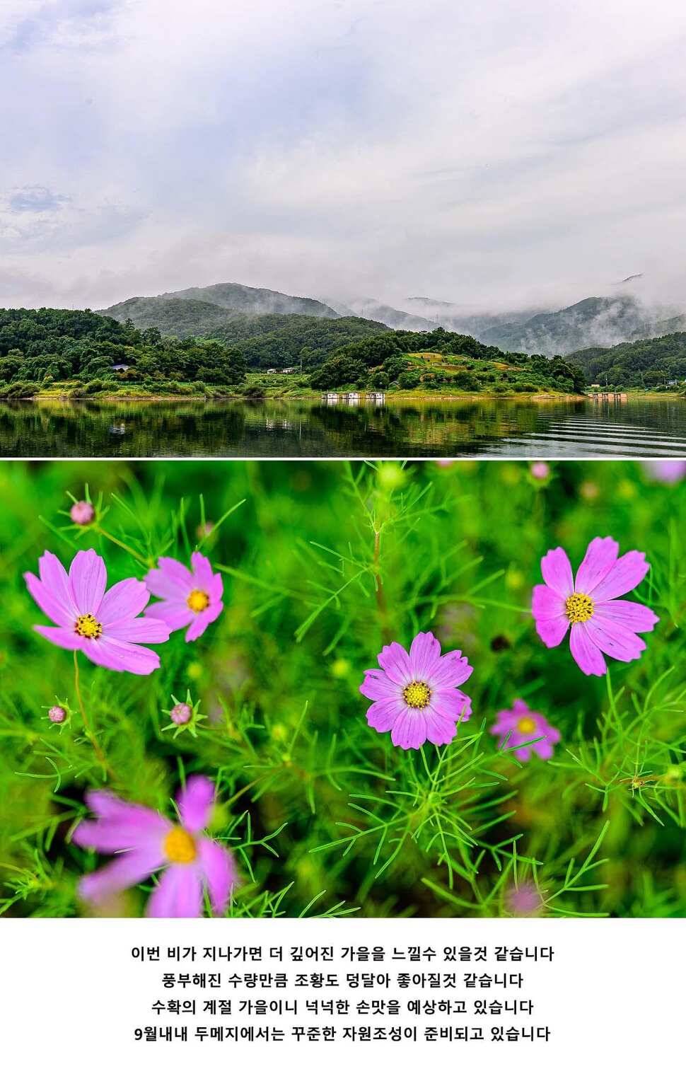 안성 두메낚시터 9월 6일 조황정보 (유료터정보 - 유료터점주조황)