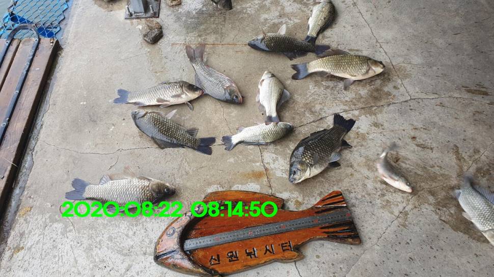 신원낚시터 8월27일 토종붕어 45짜리와 덩어리들 사진입니다 (유료터정보 - 유료터점주조황)