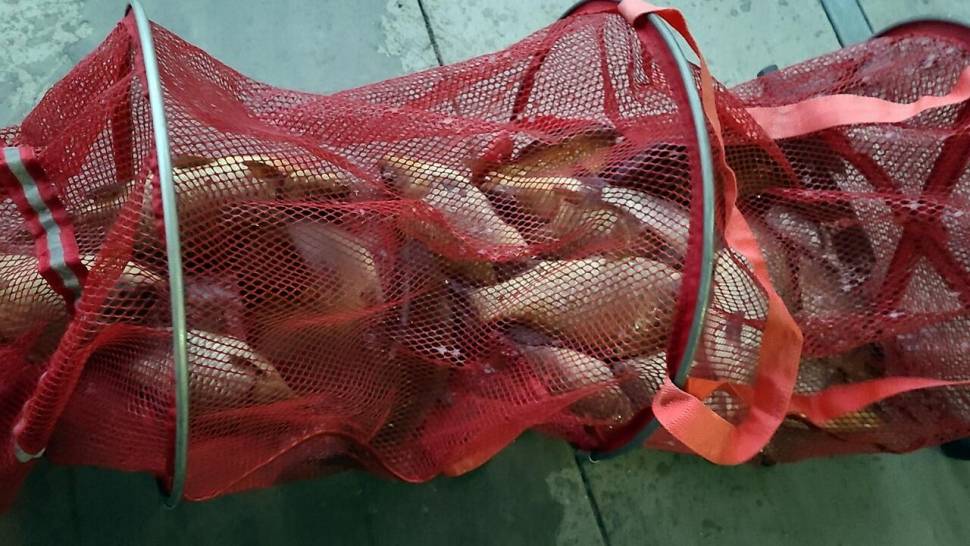 반제지 조황정보입니다 (유료터정보 - 유료터점주조황)